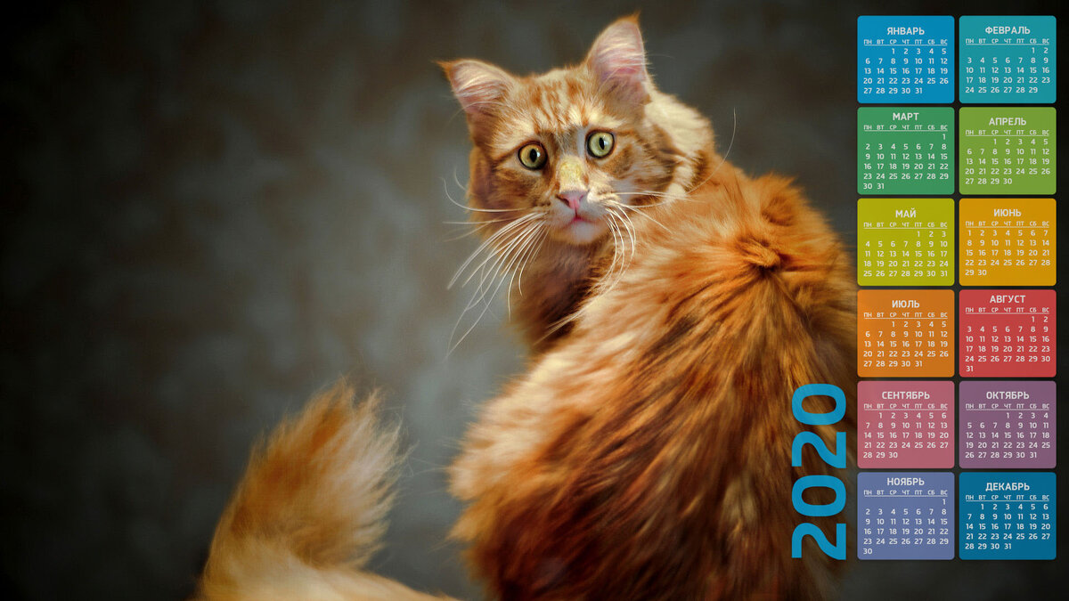 Это вам мой любимый кот яндекс картинок плюс календарь