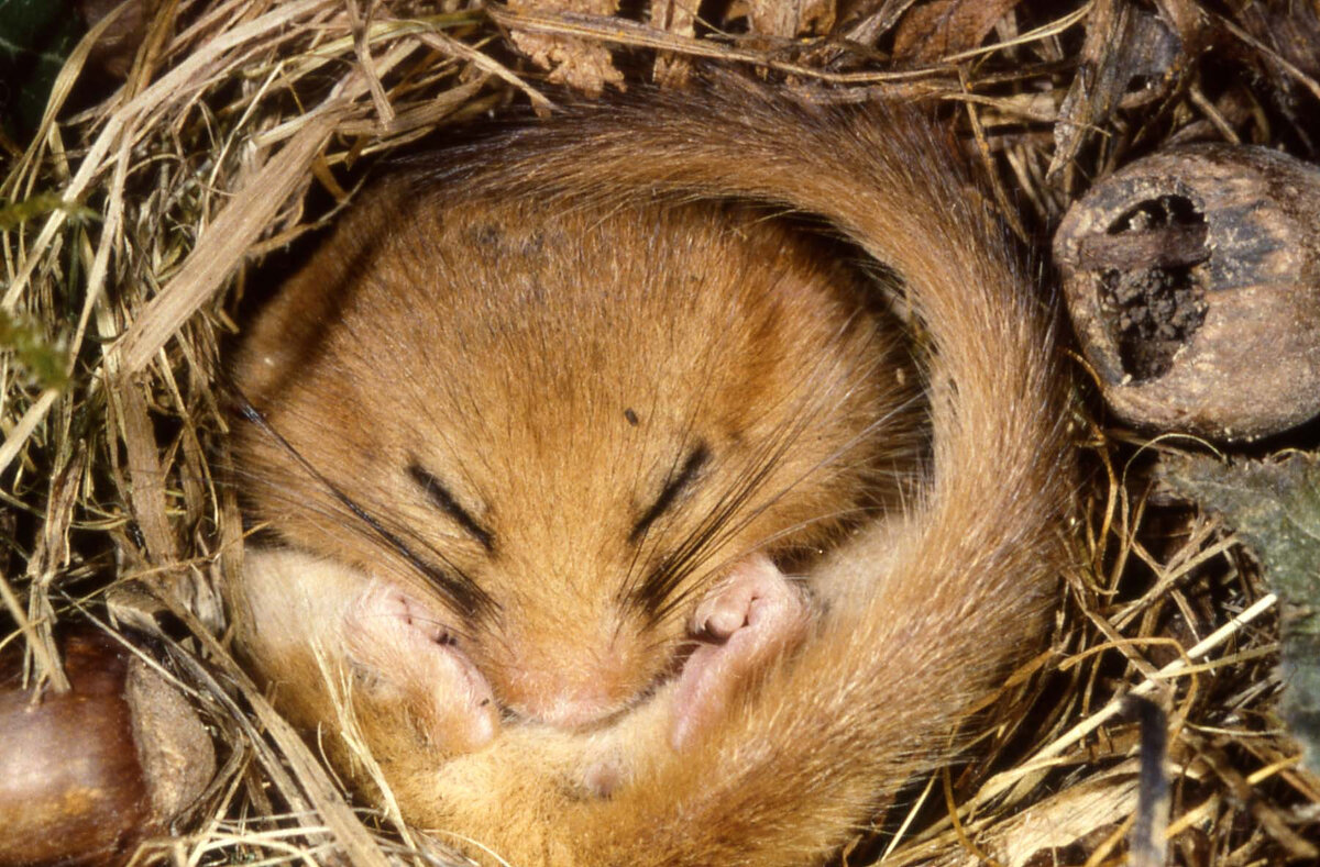 Бурундук в спячке (фото - из свободных источников)