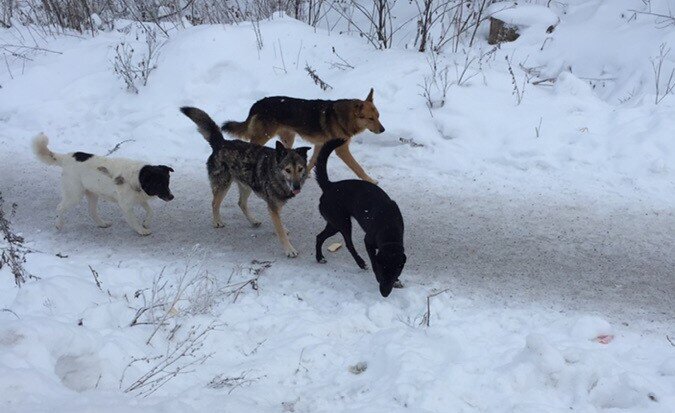 Свадьба гуляет