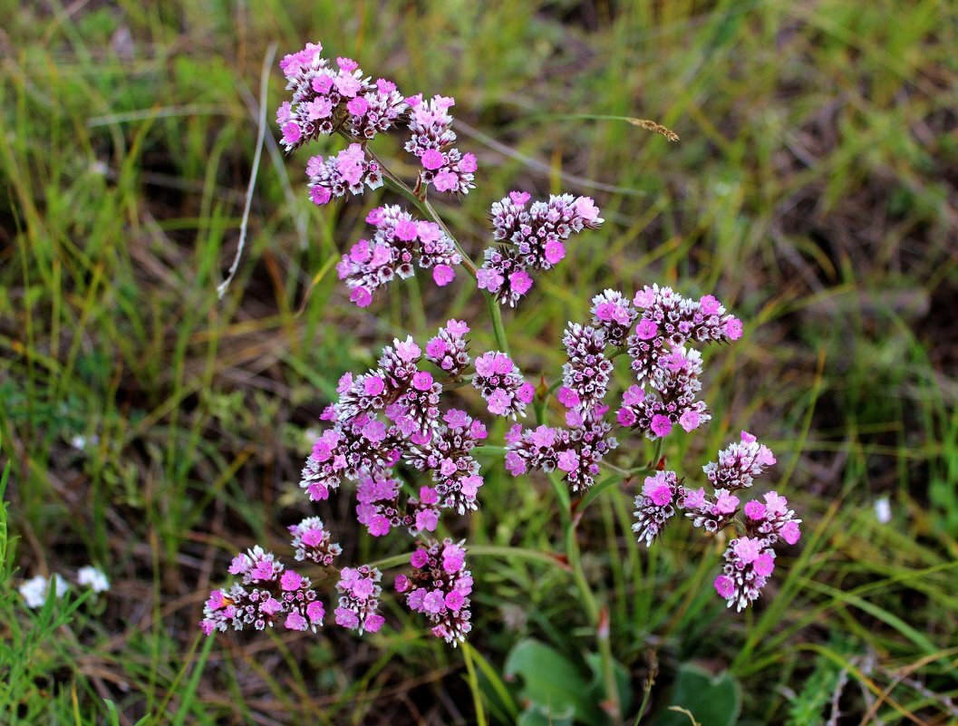 По неопытности можно спутать чабрец с душицей.