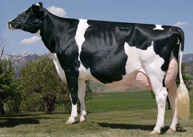 Всем привет! Сегодня мы покажем вам самые лучшие и популярные породы коров молочного и мясного направления с фото и описанием. Всего миру известно более тысячи пород крупного рогатого скота.-2