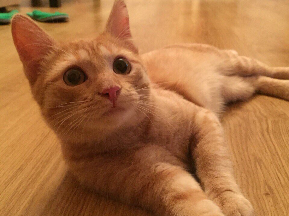 Мерлин дома. фото новых хозяев