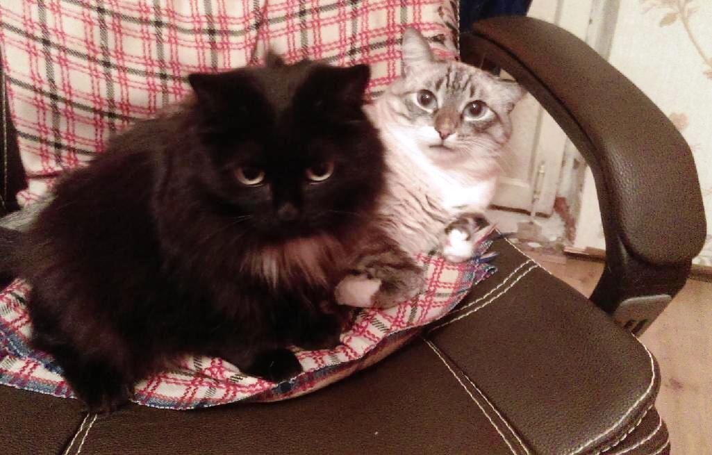 Беляшик: - Это чё, значит мы теперь можем  невозбранно сидеть на твоём кресле?
Чернуха: - Что за вопрос? Естественно! Располагайся, Белка.
Я: - Конечно можете! До завтра. :-)