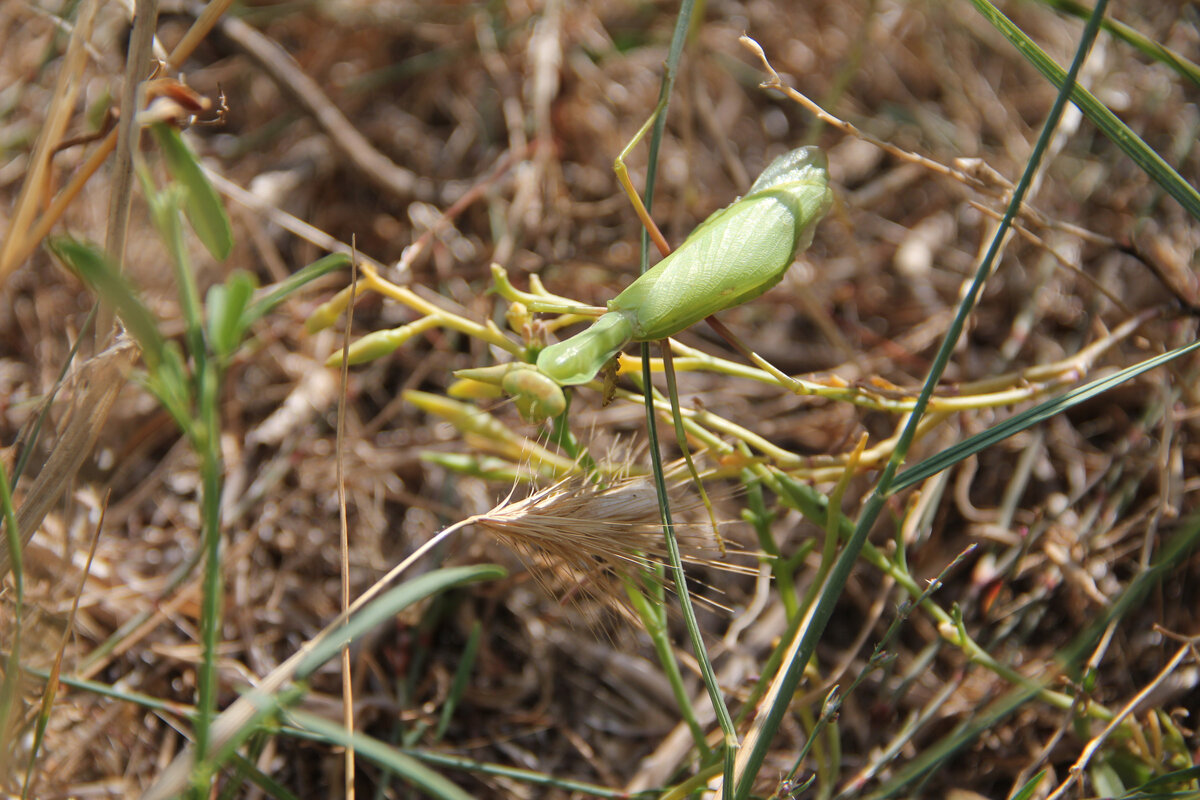 Богомол в траве.