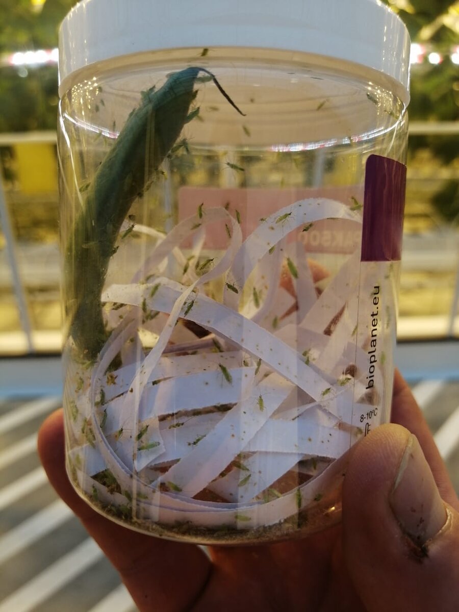 Macrolophus от bioplanet.it