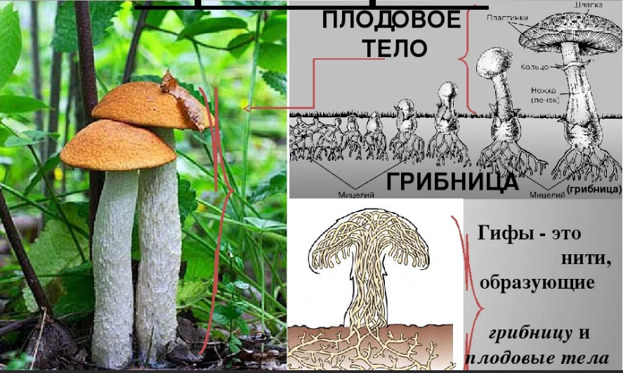 У подосиновика образуется плодовое тело. Строение грибов грибы мицелий плодовое тело. Грибница мицелий это 5 класс. Гифы грибов. Строение грибов гифы.
