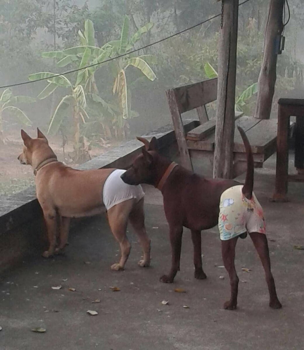 Эти собаки в трусах выглядят более голыми, чем без. 
