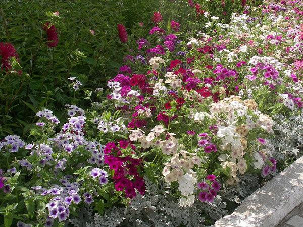 Бордюр из флоксов друммонда. Фото Яндекс картинки