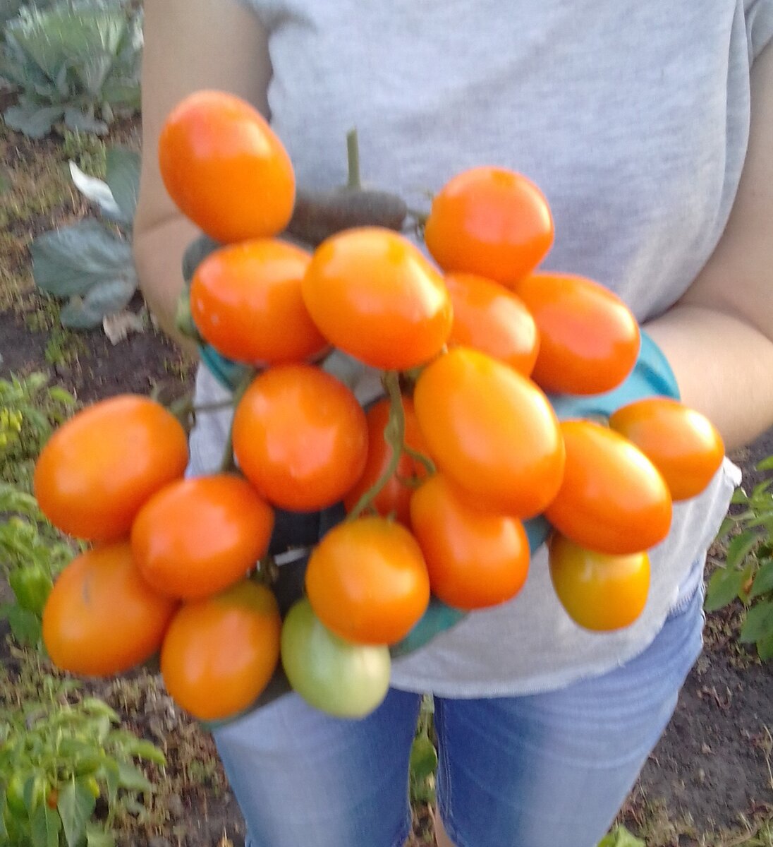 Сливки. Первые- самые крупные, следующие гроздья помельче уже.