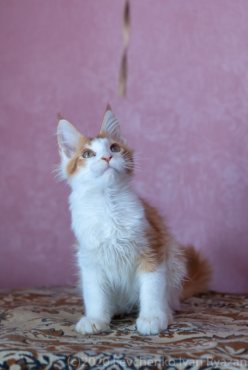 самый смелый из рыжих и не только котят
