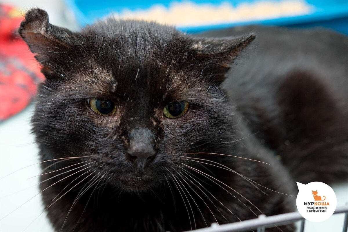 Пантелис в приюте