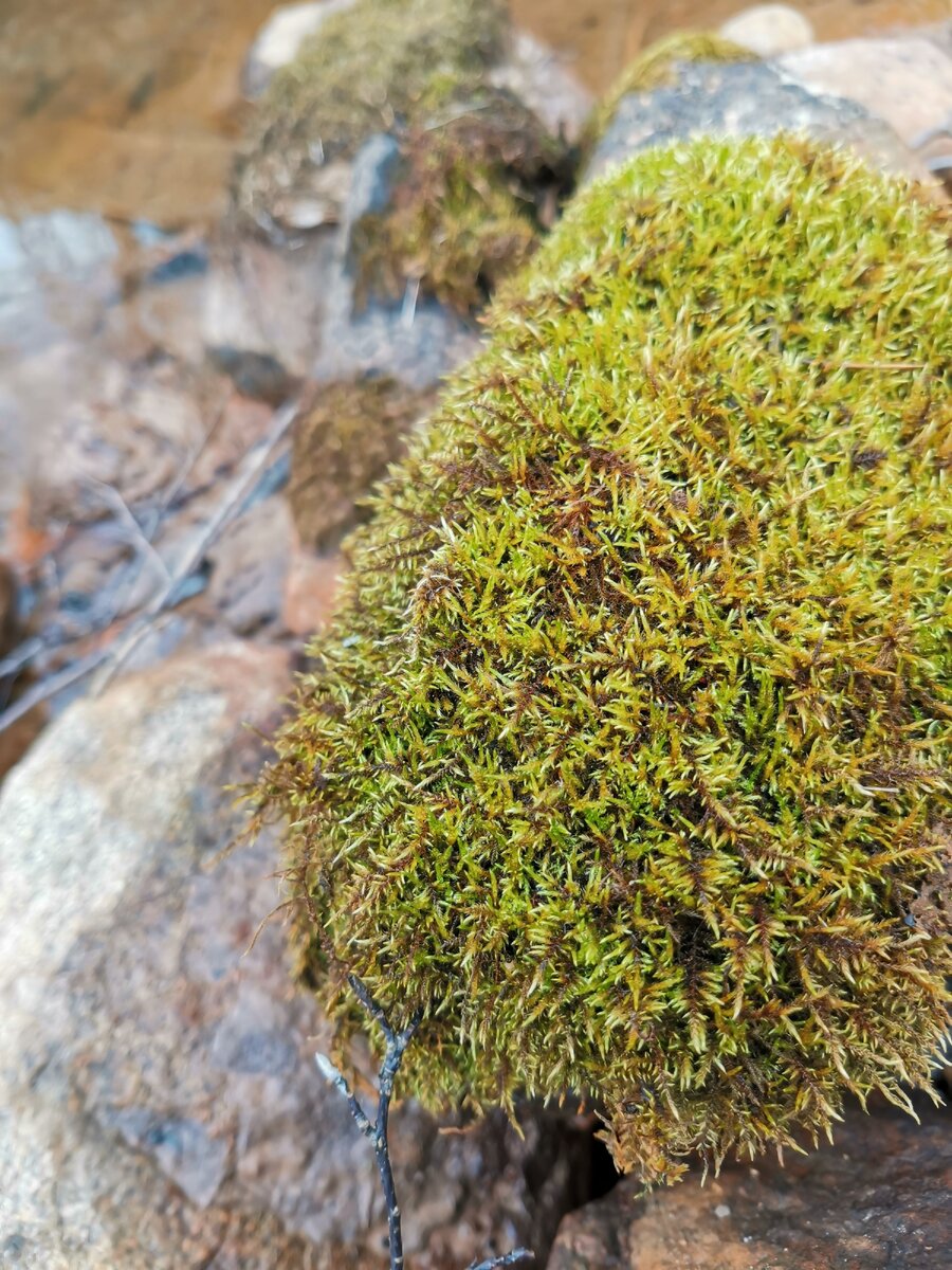 Мох, вода, насекомые и их реакция на свет тоже объект и предмет биофотоники