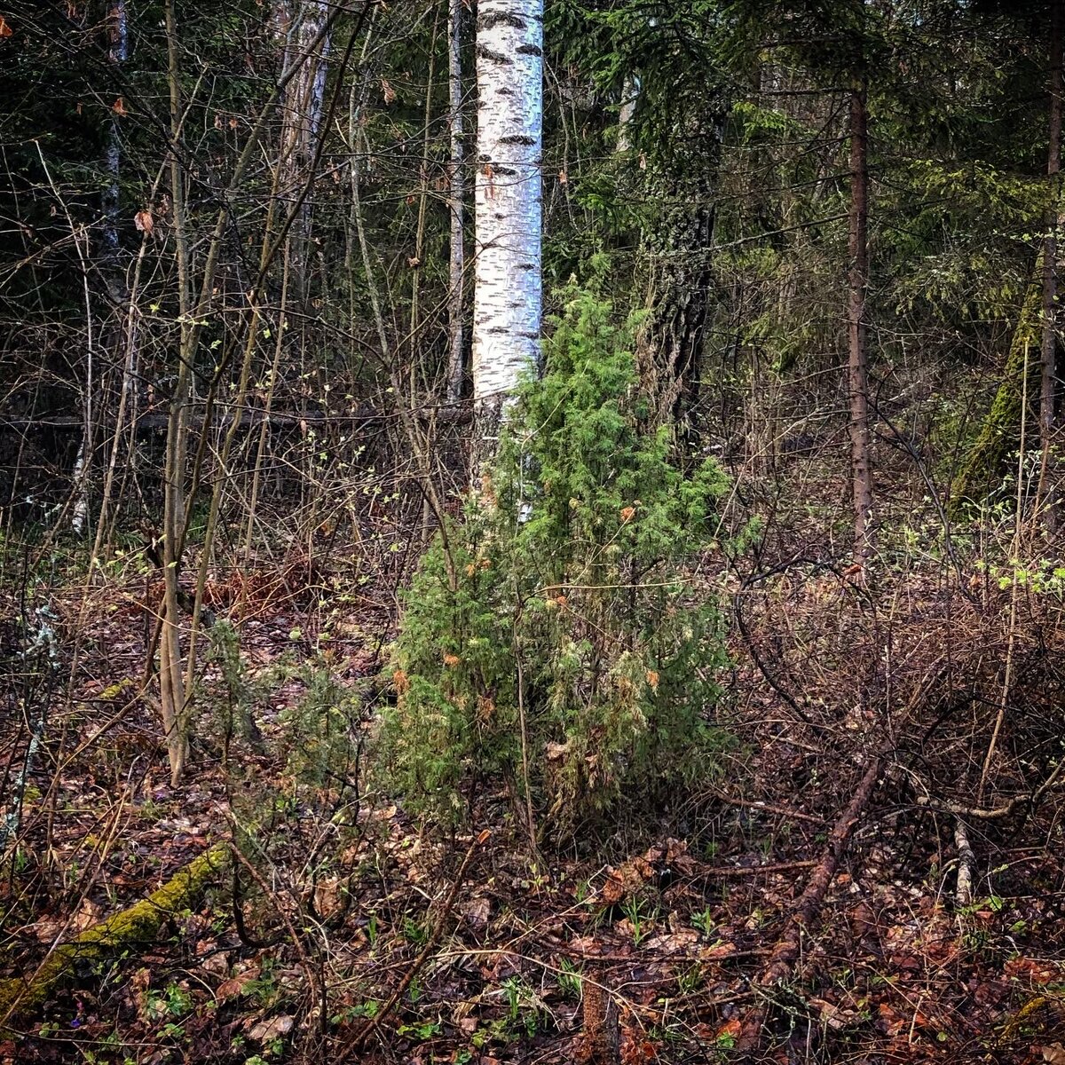 Можжевельник обыкновенный