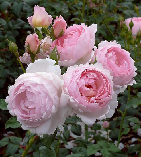 Английские розы нуждаются в регулярном поливе. В зависимости от погодных условий обильный полив рекомендуется раз в неделю, поверхностный — чаще.                      Фото: архив журнала "Живем на даче"