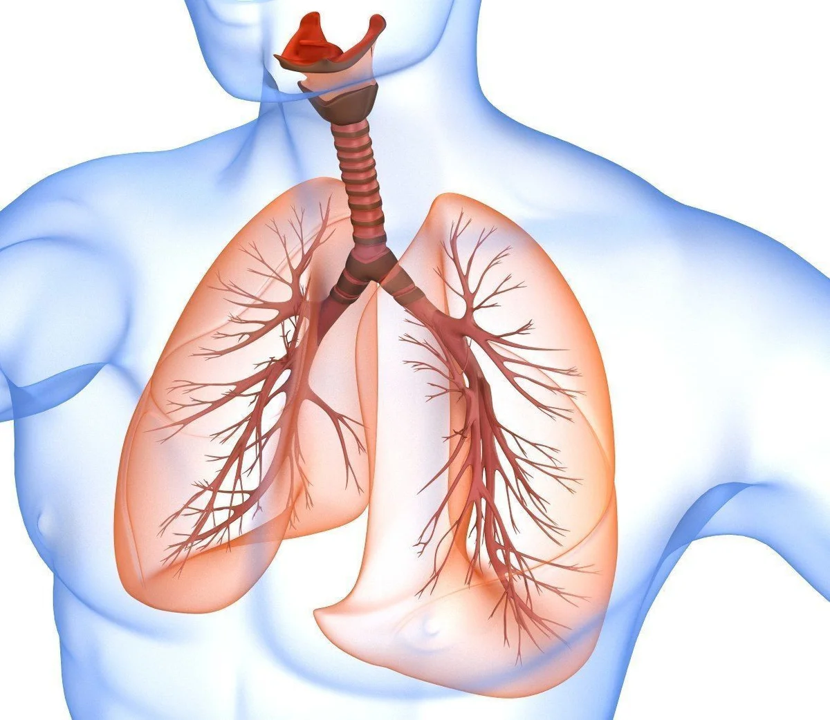 Бронхит сердца. Легочная система человека анатомия. Дыхательная система человекк. Дых система человека анатомия. Бронхо-легочная система.