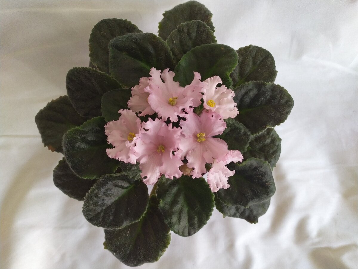 'ЛиК-Степной Ветерок', конец июня 2020