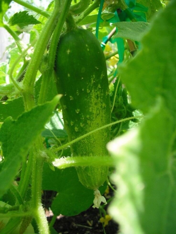 Фото взято из pinterest 