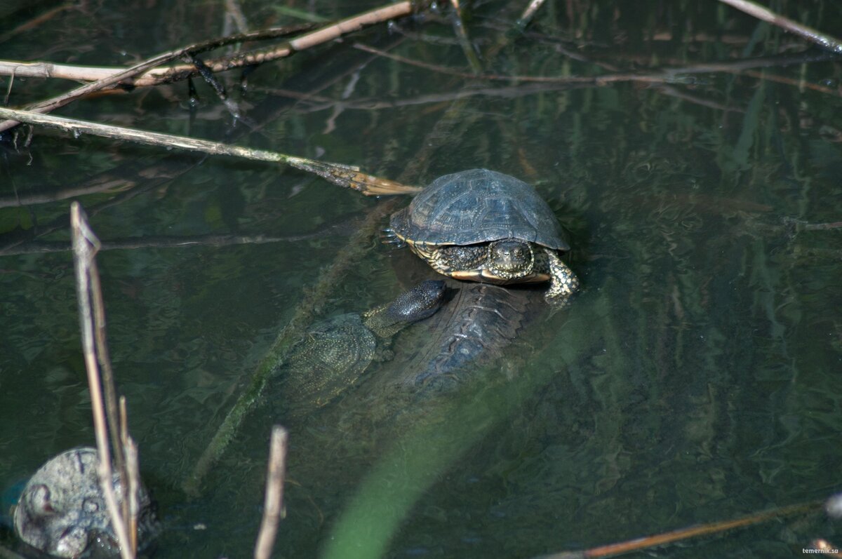 ладно, ещё пару черепашек пытаются достать колесо, чтобы уехать туда, где чисто
