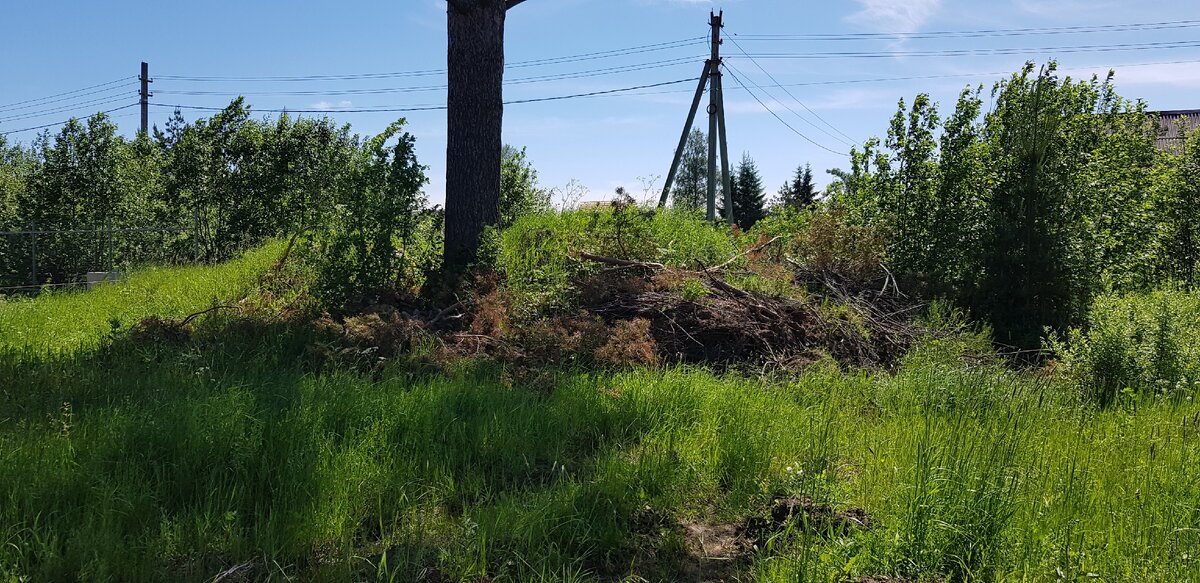 Гора веток на заднем дворе