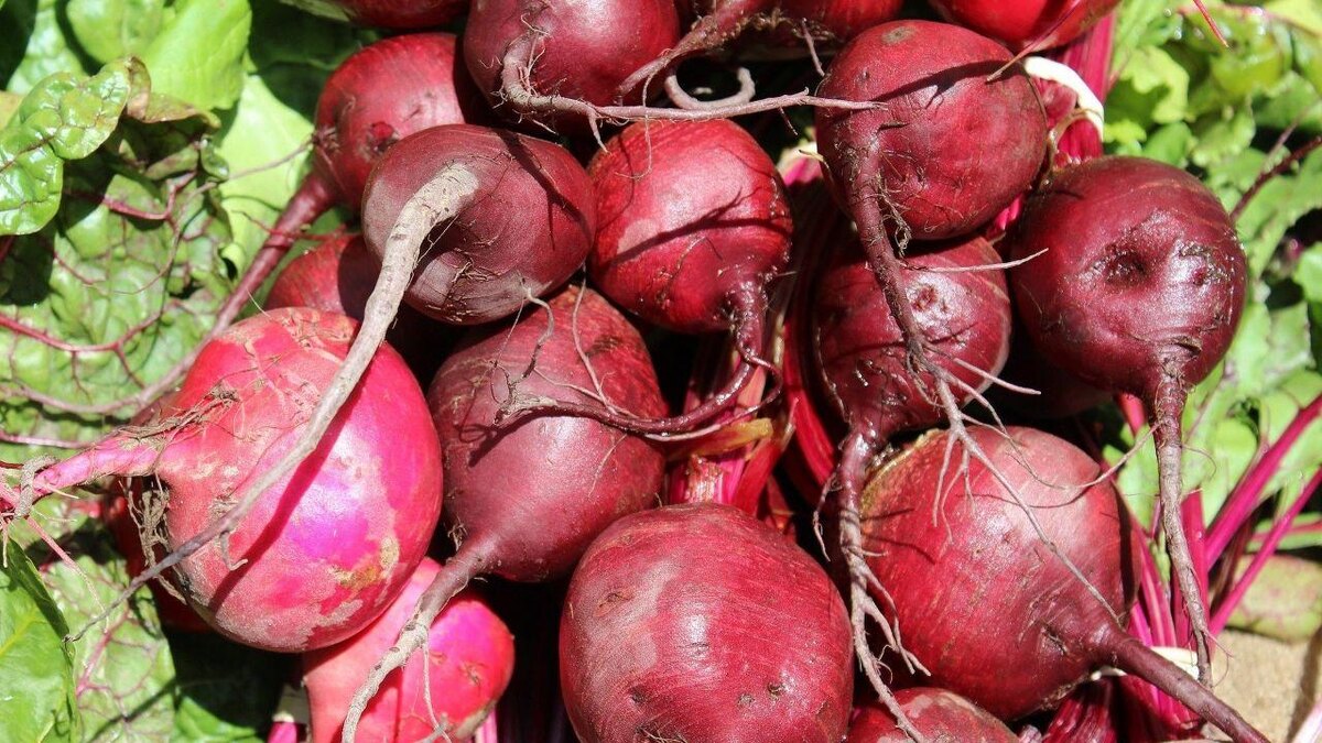 Свекла полезна для людей, соблюдающих диету