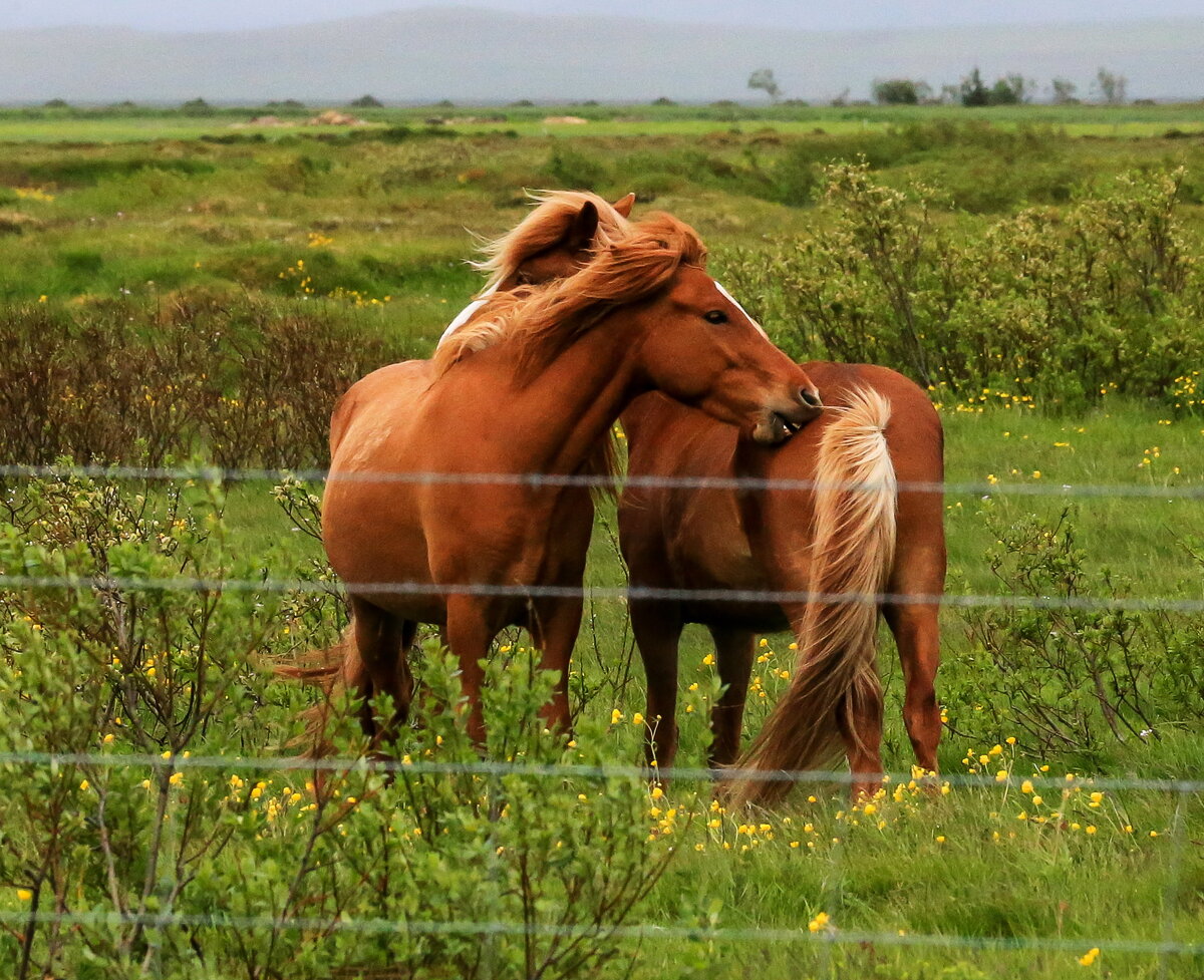 Сладкая парочка