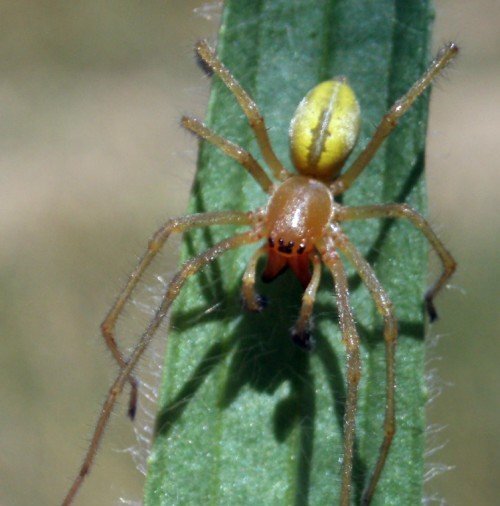 У этого паука плохой характер, если его запугать, он не стесняется атаковать.