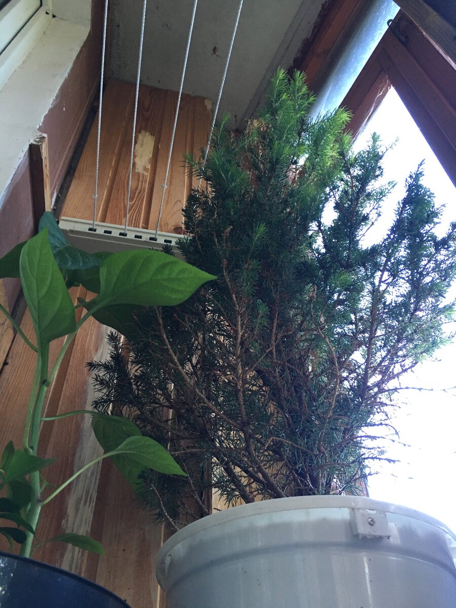 Держится новогодняя ель! 