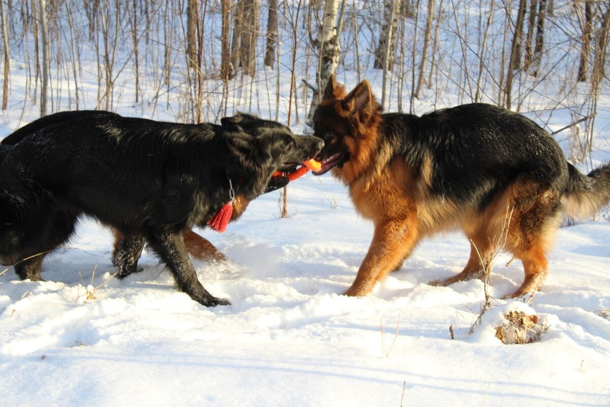 Фото любезно предоставлено питомником Alex Hoff