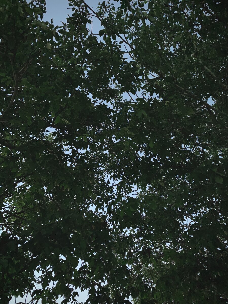 Небо в листьях 