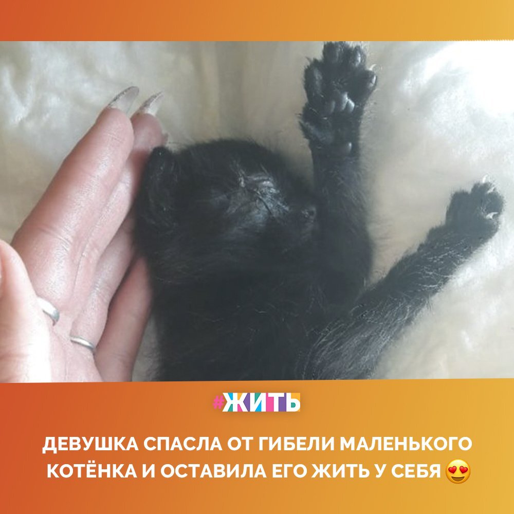 Взрослый кот и котенок подросток. Девочка спасла котенка. Девочка спасла котенка. Сантехник спасает котенка прокопьевск. Девочка спасла котенка.