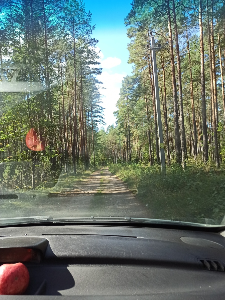 Дорога через лес была более-менее