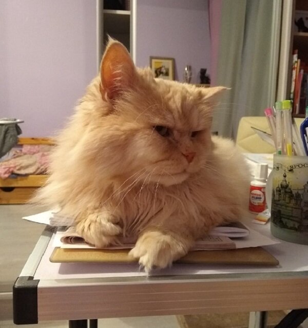 котенок кусается. комната для кошек.