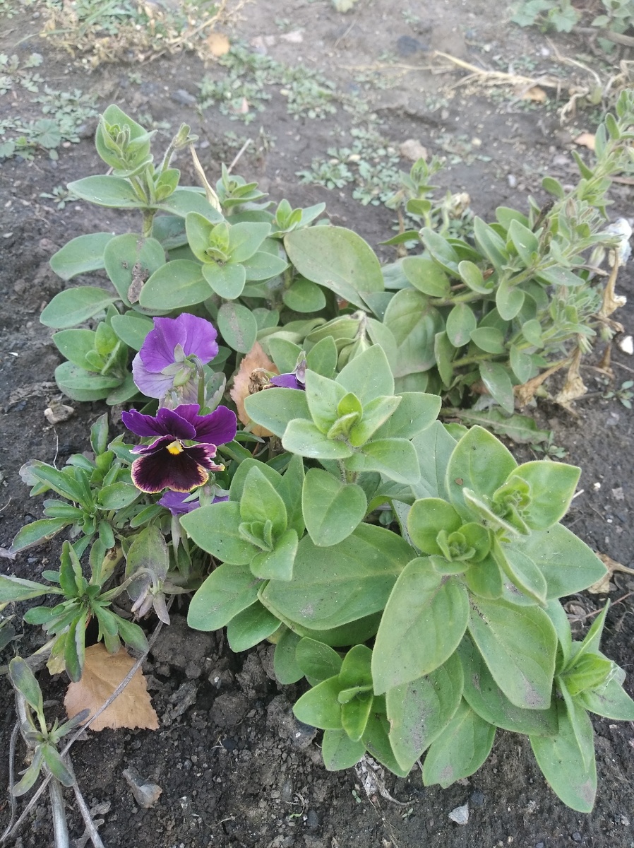 Фотографии сделаны семнадцатого октября, георгины, астры и другие цветы уже завяли, но анютины глазки продолжают цвести. Также подрастают молодые кустики петунии, похоже, она хочет дождаться первого снега)))