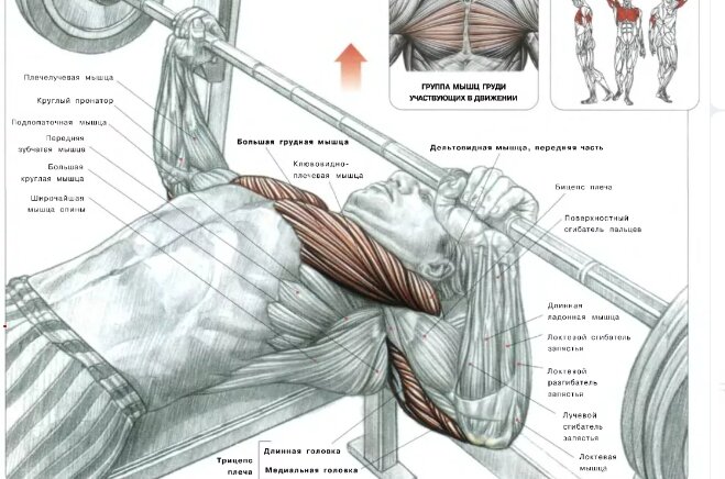 Анатомия жима лежа. Какие мышцы участвуют в упражнении жим штанги лежа