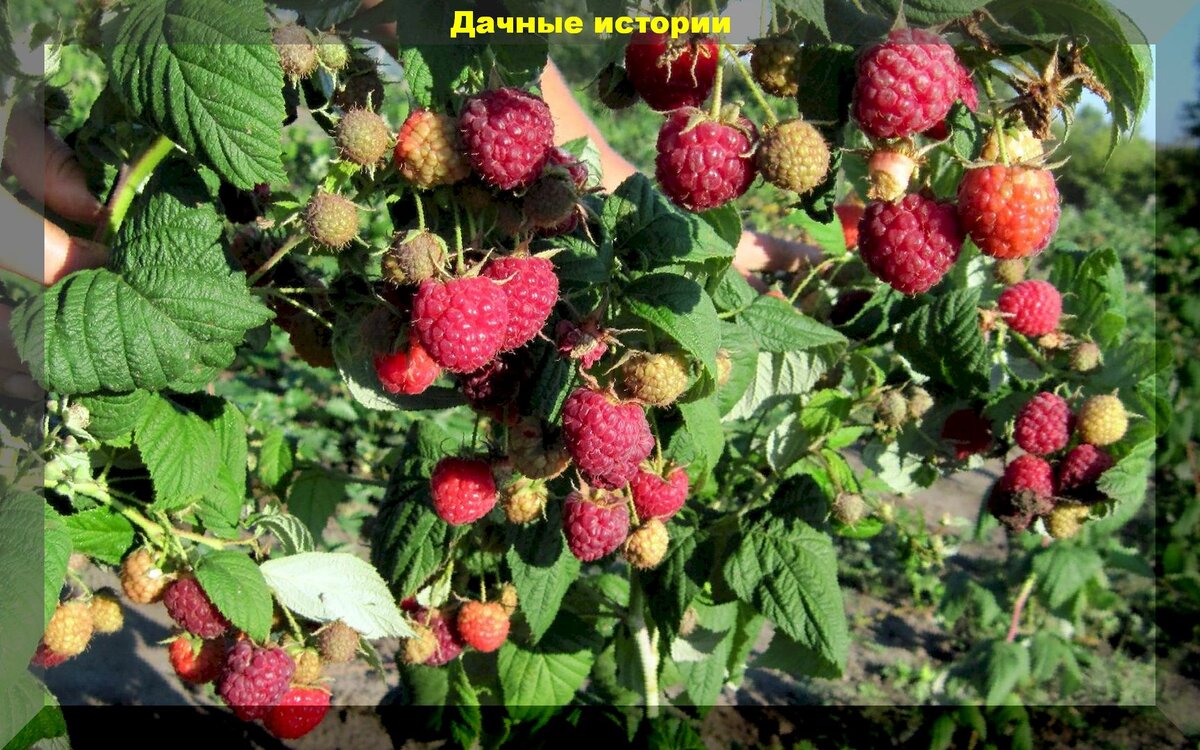 https://vk.com/photo-159774511_457244509