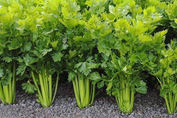 Листовой сельдерей на грядке (источник фото ferma.expert).