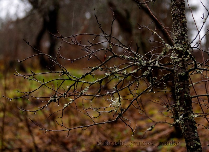 В лесу все замерло.