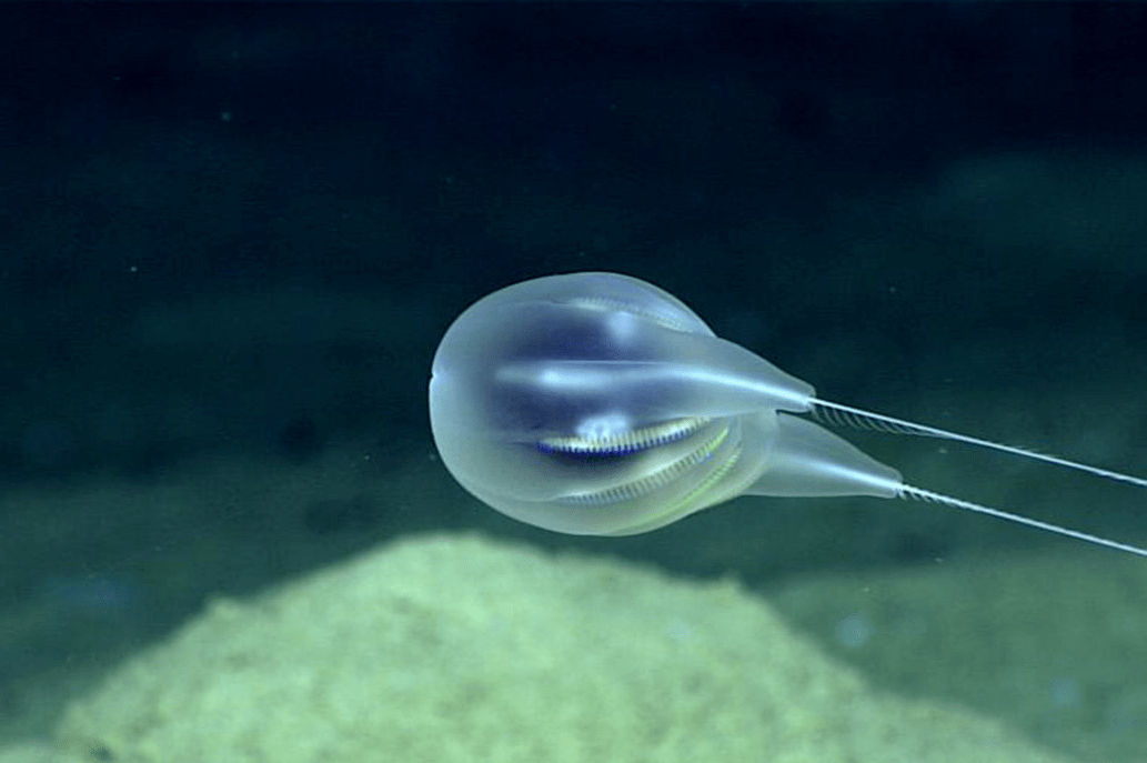  Гребневик, был впервые замечен во время погружения в 2015 году с командой NOAA Office of Ocean Exploration and Research.