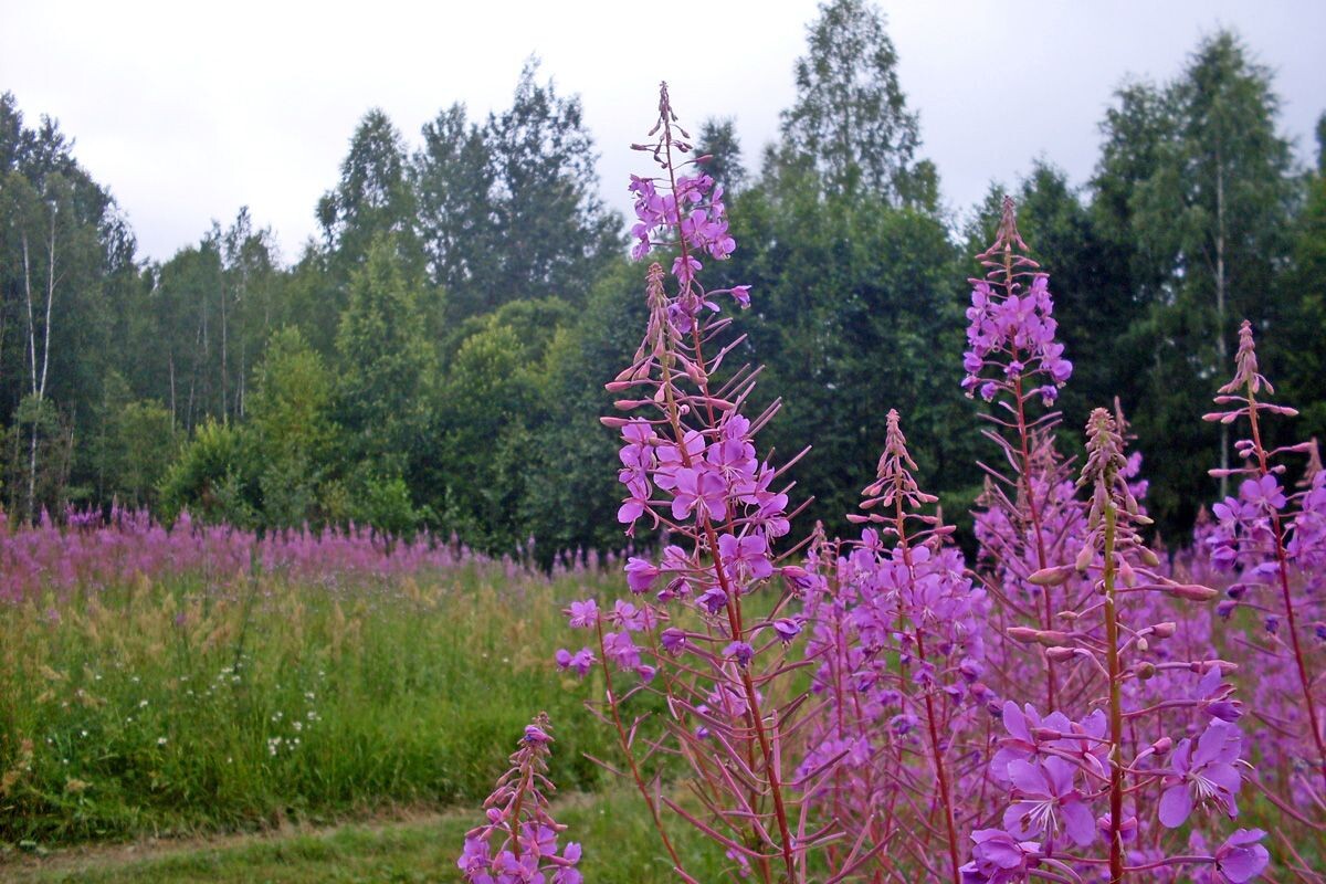 Иван чай (Копорский чай) 