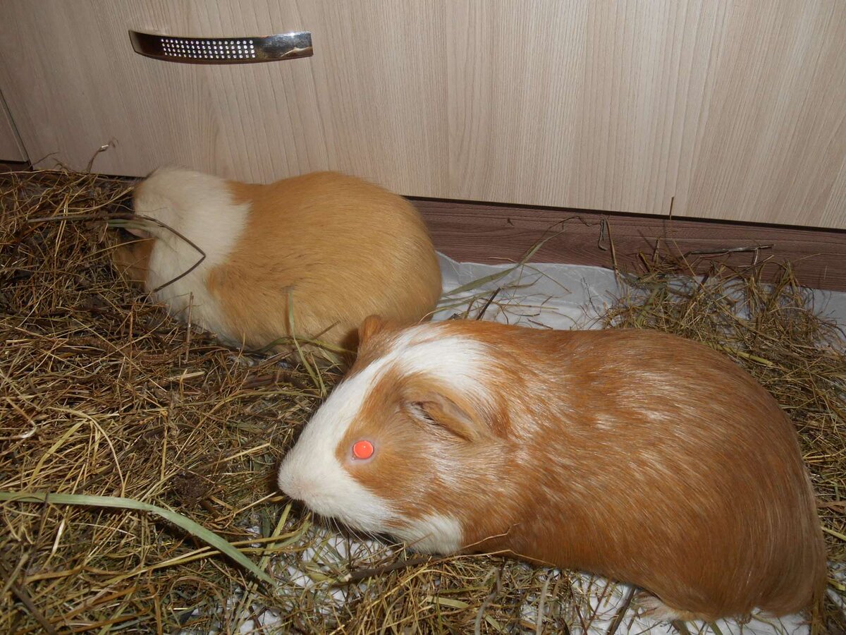 питаются....