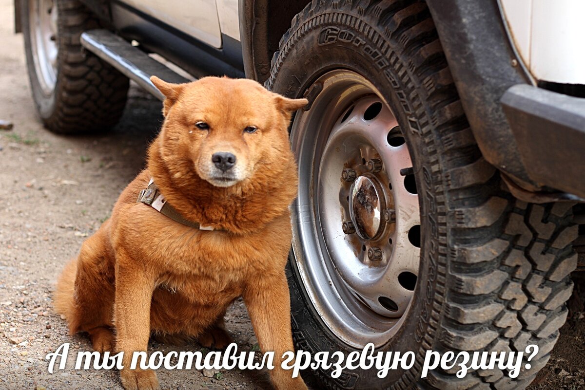Чует сука , что скоро на природу поедем)