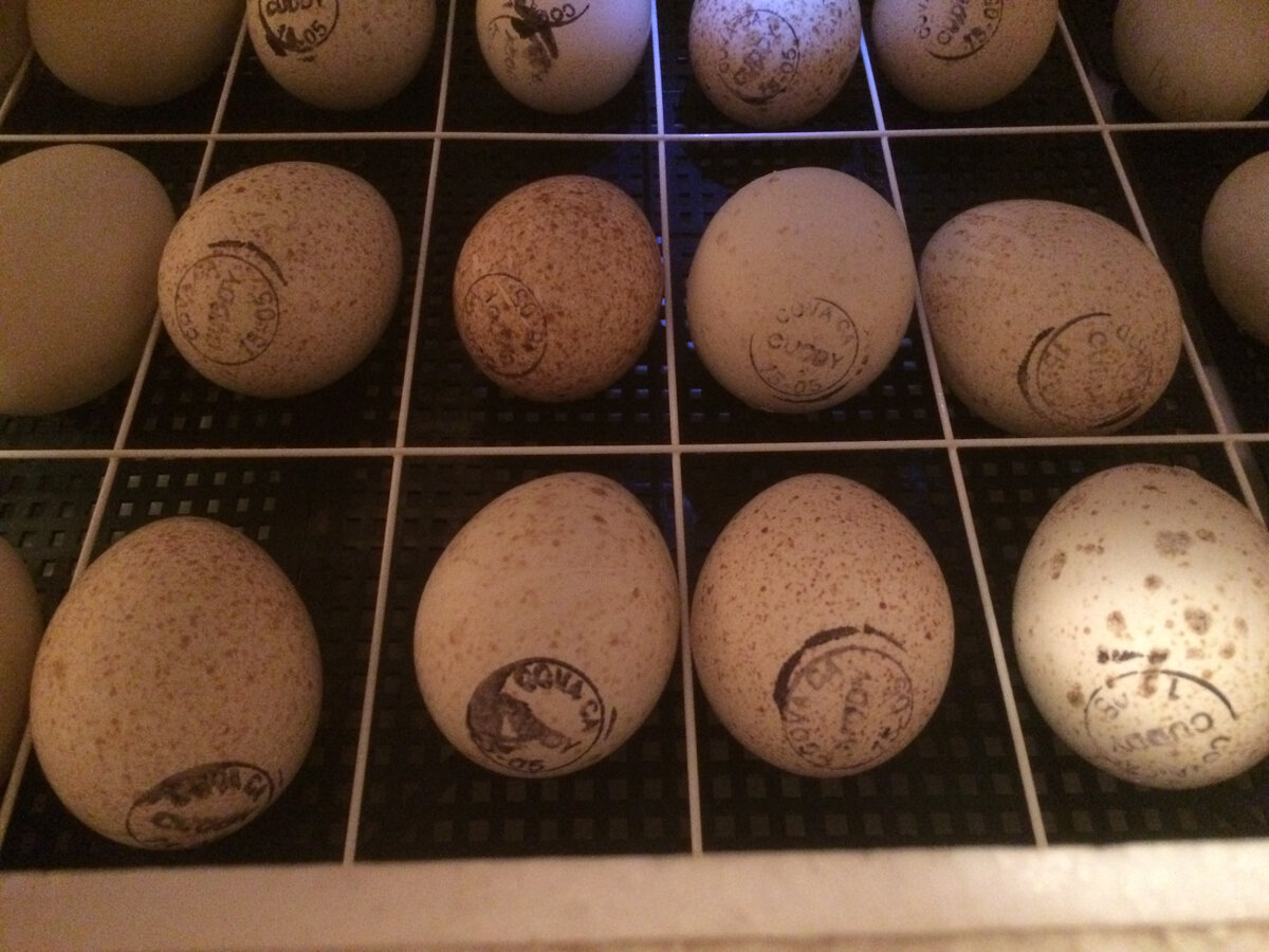 Инкубационное яйцо купить. Купить инкубационное яйцо в Башкирии мастер грей. Купить инкубационное яйцо в розницу с доставкой по России. Куплю инкубационное яйцо лизутантов в Смоленске. Яйцо инкубационное купить в белгородской области