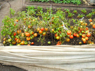  Сорт Толстый Джек