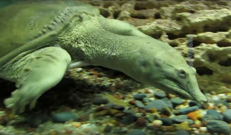 А глазки высматривают, кого бы сожрать и от кого спрятаться, чтобы саму не сожрали