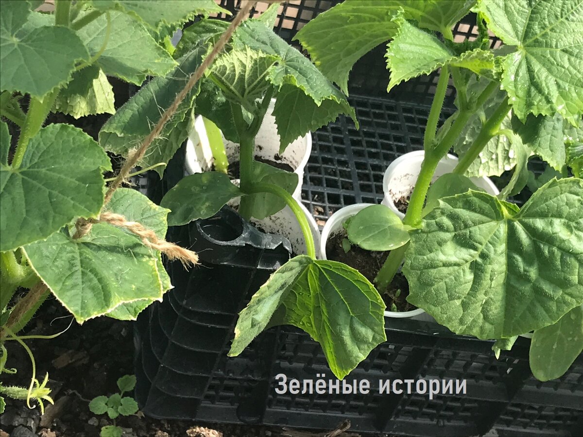 Рассада огурцов