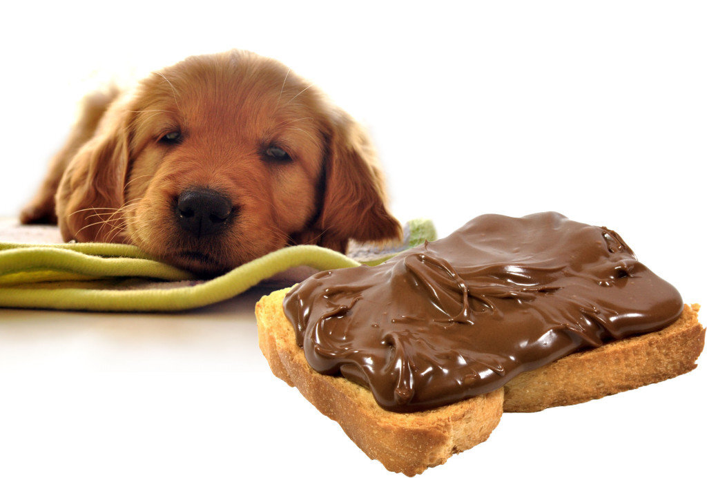 Почему собакам нельзя есть сладости | ТОТО | Дзен