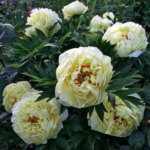 Пион гибридный 