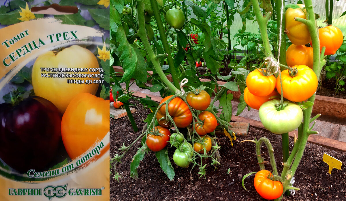 Фото автора.