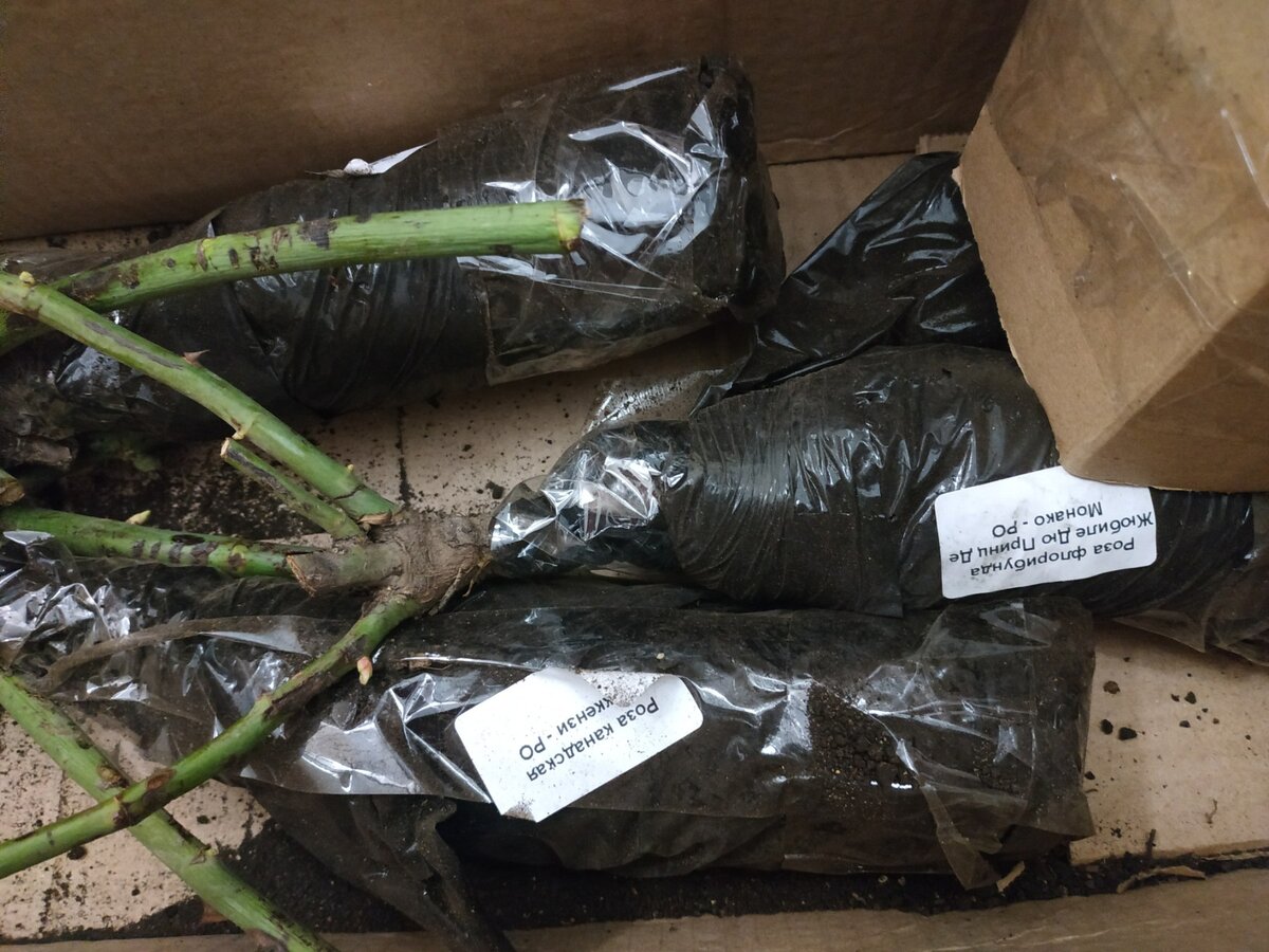 Розы из питомника, заказанные в ноябре 