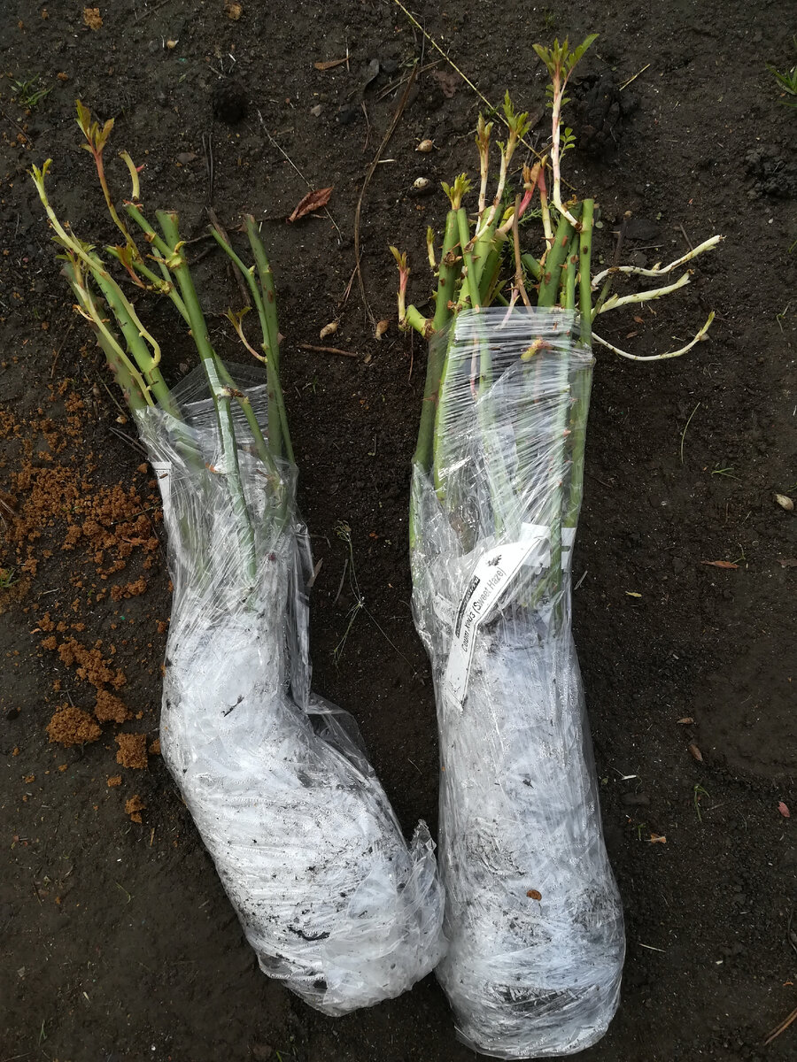 Упаковка саженцев роз